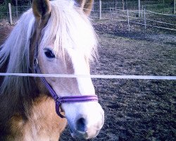 Dressurpferd Loreen (Haflinger, 1992, von Sirius)