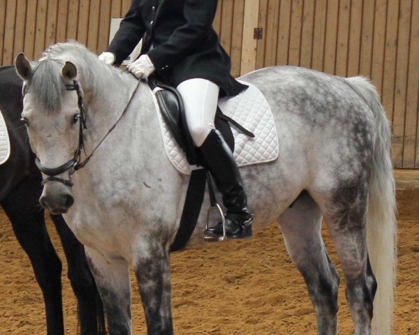 dressage horse Fidelio (Thuringia, 1999, from Festival Westfalia)