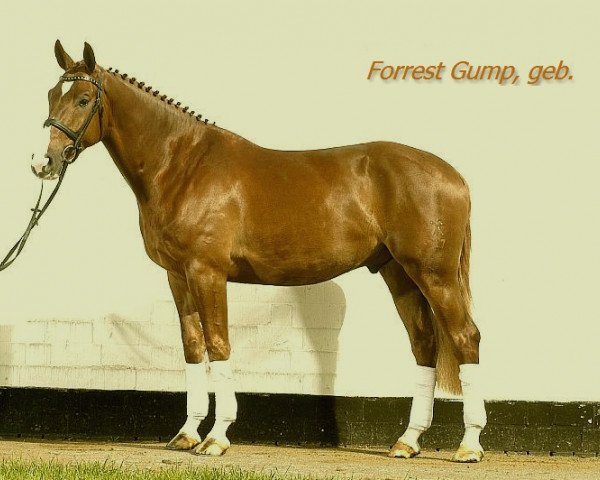 horse Forrest Gump 106 (Hanoverian, 2005, from Fighting Alpha)