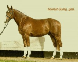 jumper Forrest Gump 106 (Hanoverian, 2005, from Fighting Alpha)