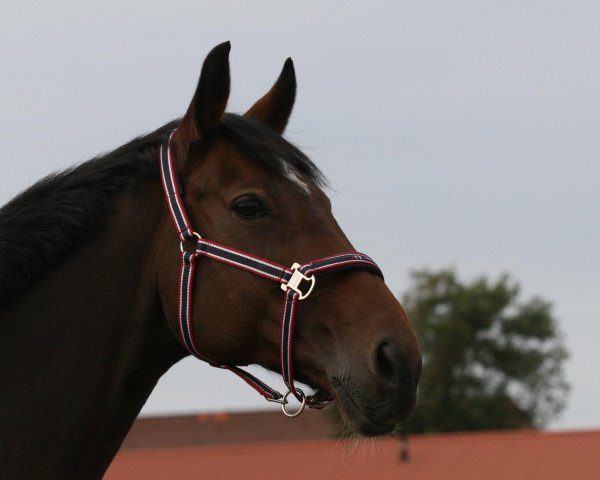 dressage horse Vienna d'Baugy (Belgian Warmblood, 1998, from Mio d'Baugy)