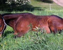 Pferd Shaman (Deutsches Reitpferd, 1997, von Northjet xx)