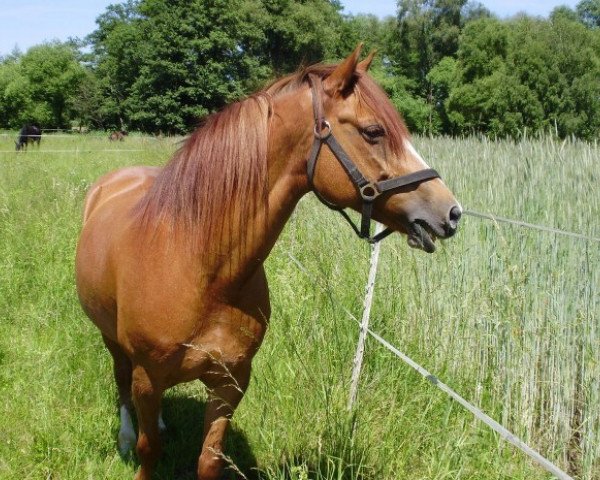Pferd Solitaire 62 (Welsh-Cob (Sek. C), 1999)