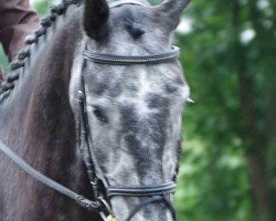 dressage horse Cepeto F (Hanoverian, 2006, from Coupe de Coeur 2)