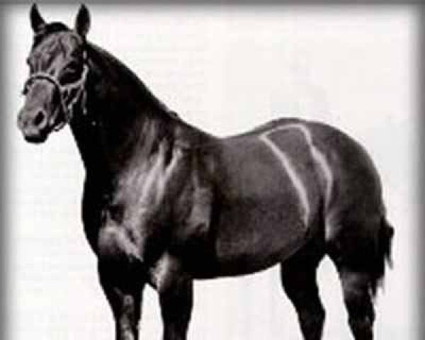 stallion Poco Bueno (Quarter Horse, 1944, from King)