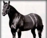 Deckhengst Poco Bueno (Quarter Horse, 1944, von King)