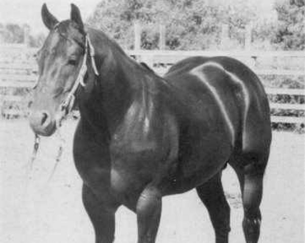 stallion Poco Tivio (Quarter Horse, 1947, from Poco Bueno)