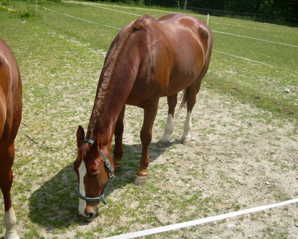 broodmare Evelyn (Noble Warmblood, 1990, from Diego)