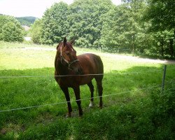 Pferd Emily 22 (Deutsches Sportpferd, 1997, von Melotto)