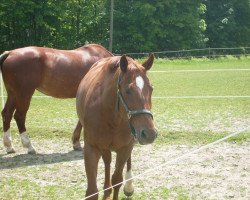 Pferd Eternity (Deutsches Sportpferd, 1999, von Osterbote 1462)