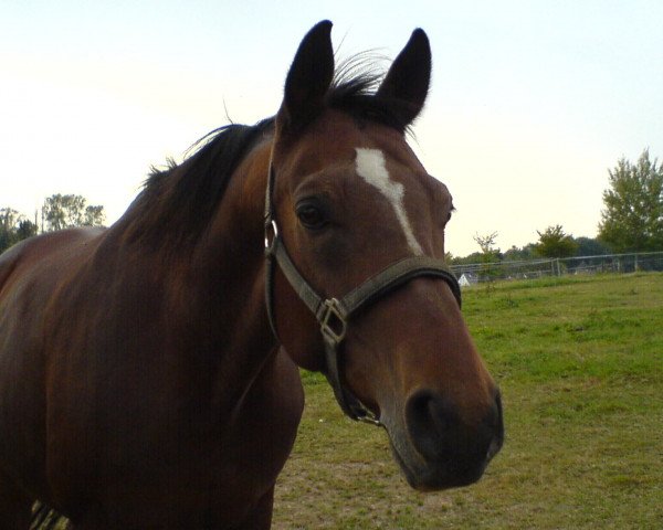 horse Grande (German Warmblood, 1994, from Grossist 1393)