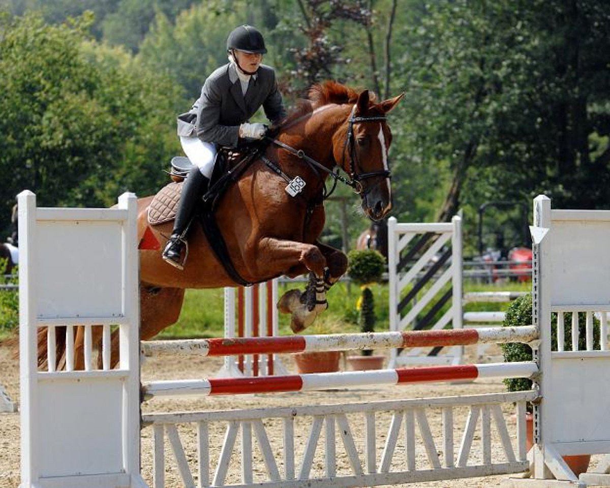dressage horse Dr. Snuggles R (Westphalian, 2002, from Democraat)