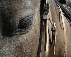 horse Game Boy (Dülmener, 1997, from Etzel)