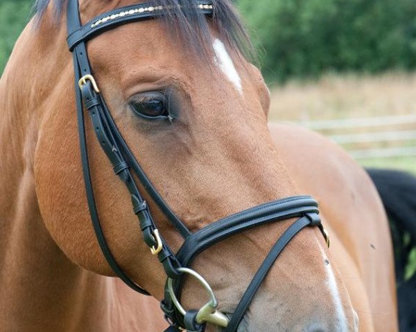 dressage horse Legolas 0058 (Westphalian, 1999)