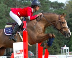 stallion Uhland d' Aven (French Pony, 2008, from Lando)