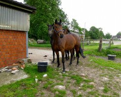 jumper Esmiralda (Hanoverian, 2004, from El Bundy)