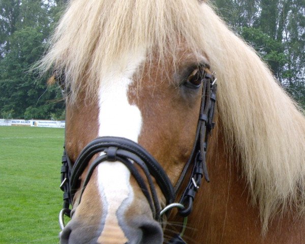 horse Darius 281 (German Riding Pony, 1985, from Durant)