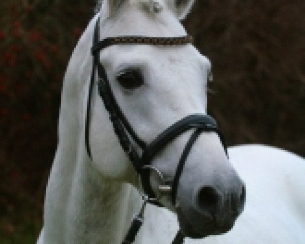 stallion Holsteins Nightlight (German Riding Pony, 1998, from Nantario)