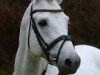 stallion Holsteins Nightlight (German Riding Pony, 1998, from Nantario)