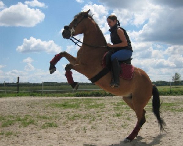 broodmare Jeanie 6 (Quarter Horse, 1992, from Diabolo)