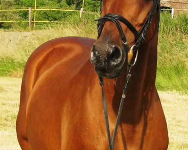 horse Falzao xx (Thoroughbred, 1995, from Alzao xx)
