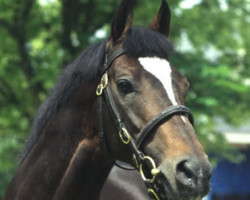 stallion Alzao xx (Thoroughbred, 1980, from Lyphard xx)