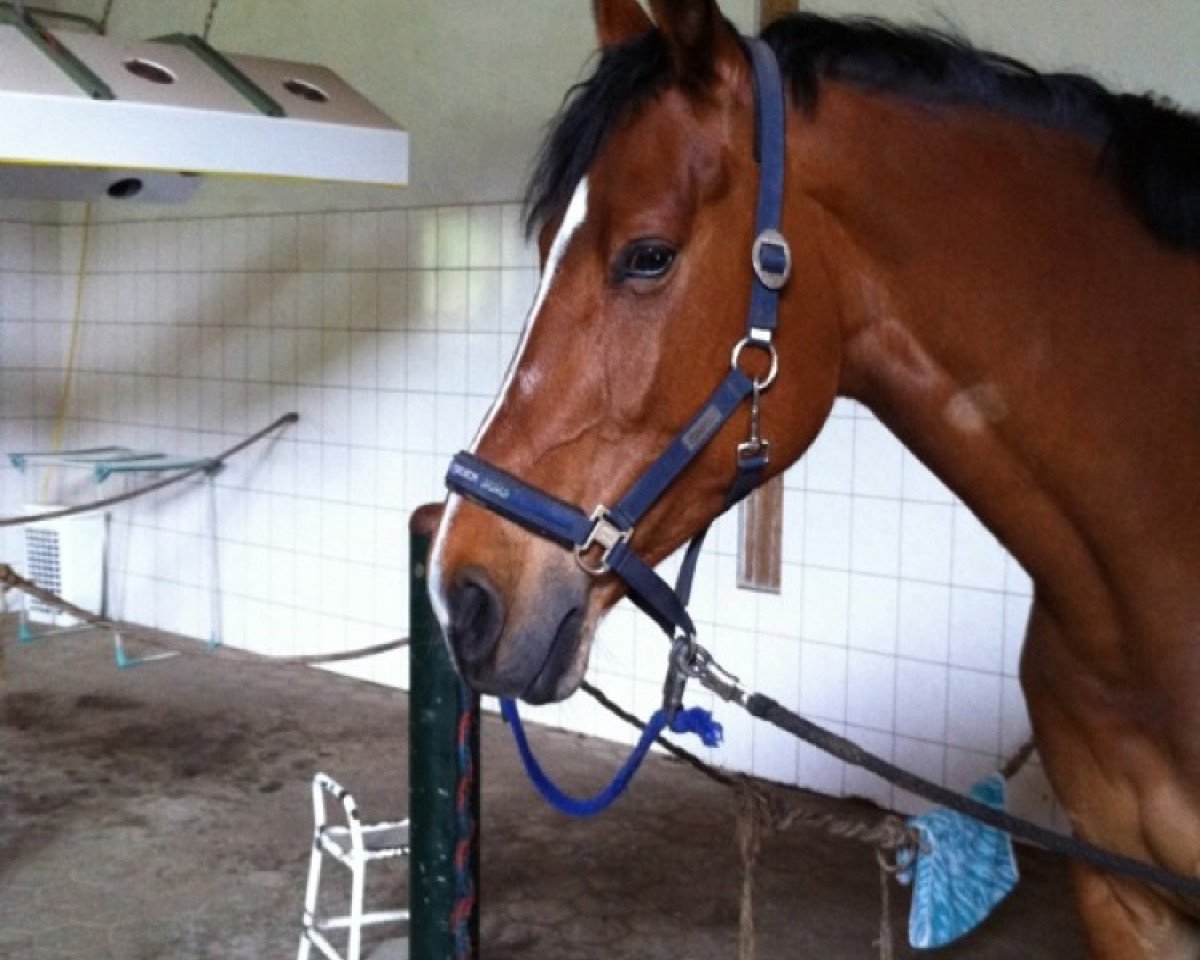 jumper Paula Traynor (KWPN (Royal Dutch Sporthorse), 2004, from Pjotr B)