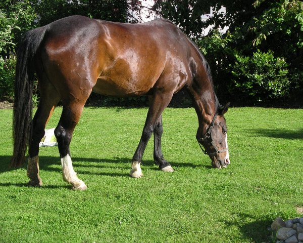 Pferd Jeunesse (Sachsen-Anhaltiner, 1994, von Feuerbrand)