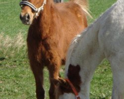 horse GS Vision of a Ghost (Pinto/Kleines Reitpferd, 2010, from Ghost)