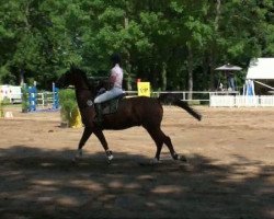 jumper Edelmark (Trakehner, 1999, from Lamarc)