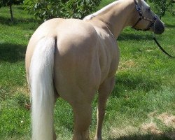 Pferd Miss Hollywood Jessa (Quarter Horse, 2002, von Don Quintana)