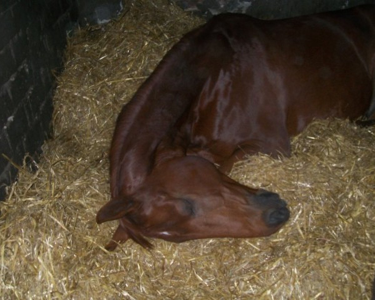 horse Big Rusty (Rhinelander, 1993, from Bal Pare)