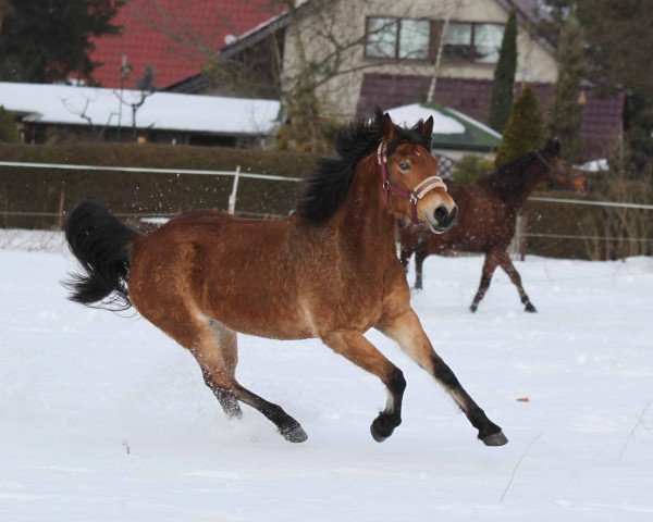 jumper Mandra 5 (German Riding Pony, 2003, from Memphis N)