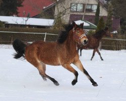 Pferd Mandra 5 (Deutsches Reitpony, 2003, von Memphis N)