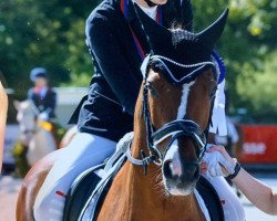 dressage horse Namico (German Riding Pony, 2010, from Nobelstar)