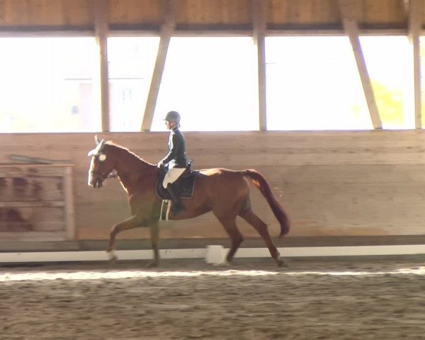 Reitturnier Urtenen-Schönbühl 2022