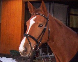 broodmare Daylight (German Sport Horse, 2006, from Dionysos 19)