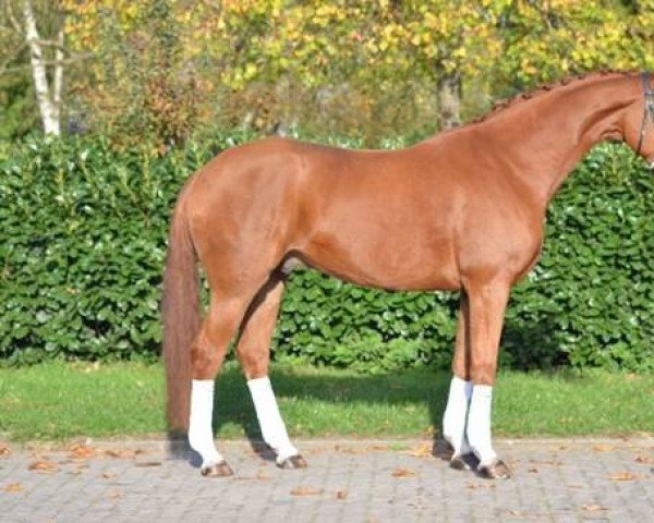 horse Babé (Hanoverian, 2018)