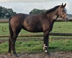 horse Coco Jump-Oh (Oldenburger Springpferd, 2020, from Hickstead White)