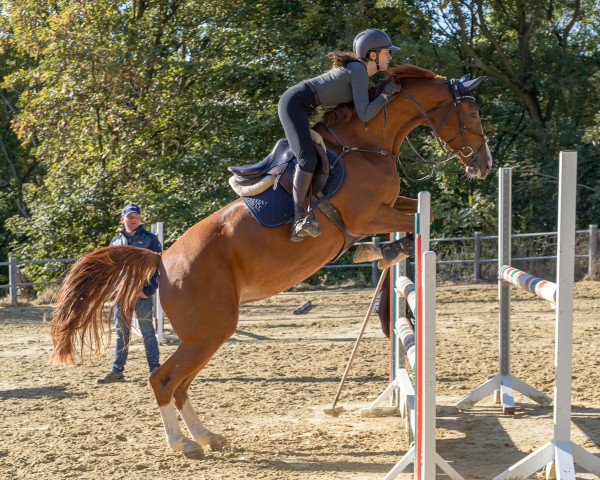 broodmare Florentina (German Sport Horse, 2013, from Colestus)