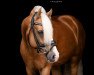 stallion Rheingolds Rubino (German Riding Pony, 2011, from Rheingold)