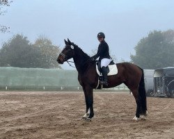 dressage horse Kijarami Kw (Holsteiner, 2017, from Kingsroad)