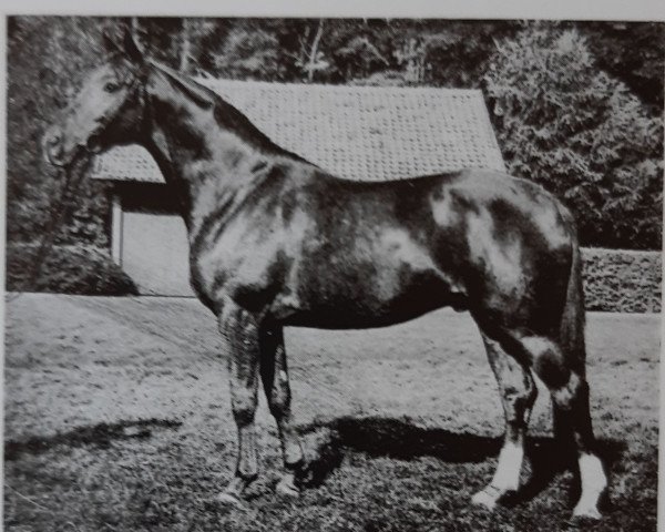 stallion Schwarm (Trakehner, 1966, from Traumgeist xx)