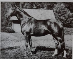 Deckhengst Schwarm (Trakehner, 1966, von Traumgeist xx)