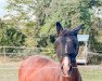 dressage horse Van Gogh (Sachs-door. Heavy Warmbl., 1997, from Vincent van Gogh (gen. Winni))