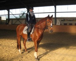 dressage horse Napoleon 362 (German Riding Pony, 2001, from Neckar)