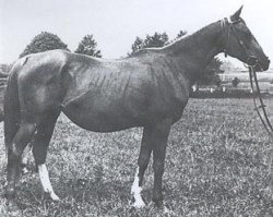 broodmare Newada ox (Arabian thoroughbred, 1960, from Grand ox)