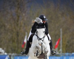 stallion Dd Caesar (Oldenburg show jumper, 2015, from Colestus)