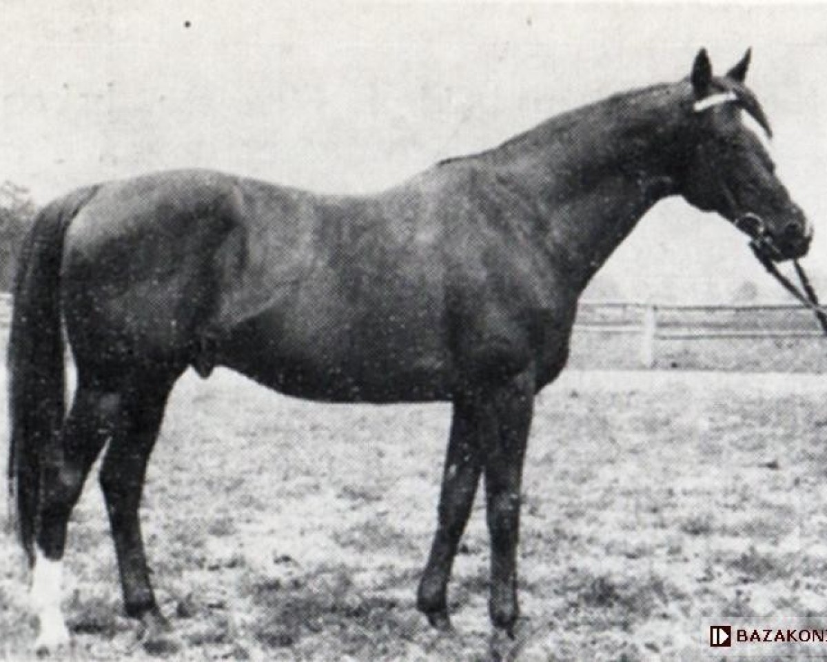 stallion Dziegiel xx (Thoroughbred, 1957, from Szczecin xx)