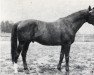 stallion Dziegiel xx (Thoroughbred, 1957, from Szczecin xx)